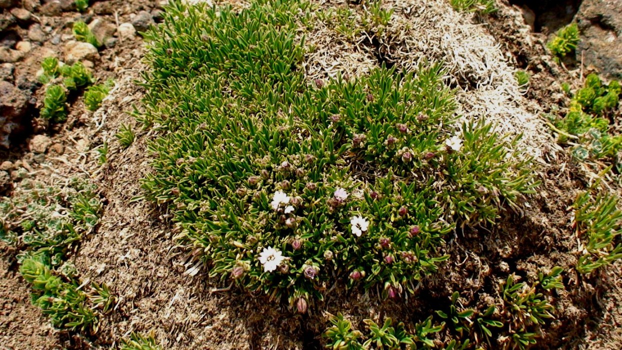 Image of Silene dianthoides specimen.