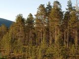 Pinus friesiana. Опушка сосняка. Мурманская обл., Кандалакшский р-н, окр. пос. Лувеньга. 29.06.2010.