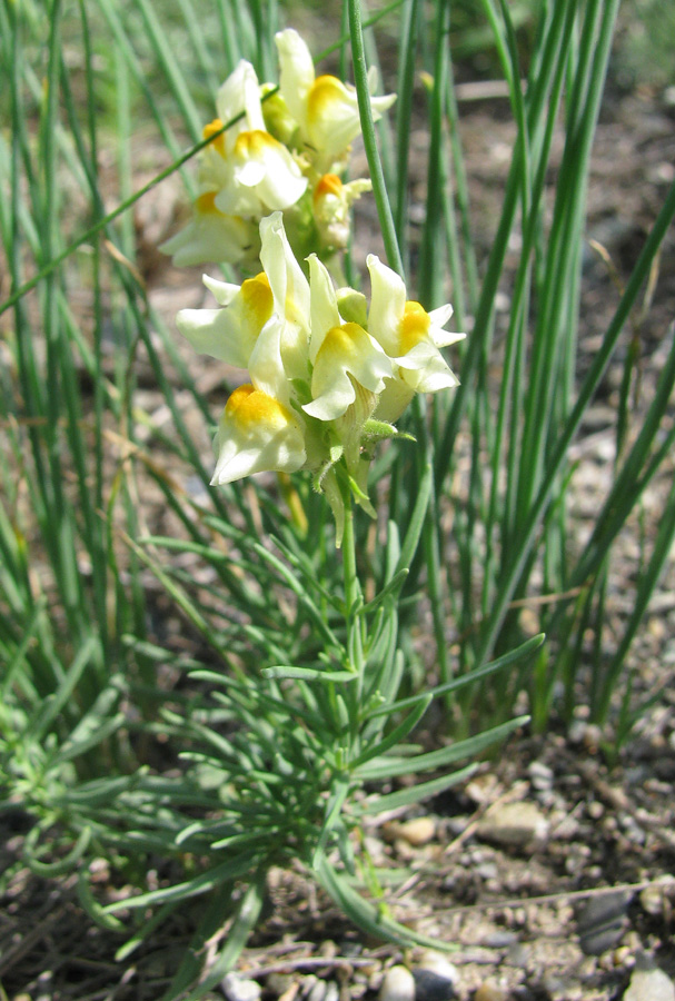 Image of Linaria buriatica specimen.