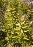 Ruscus aculeatus