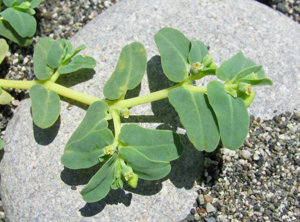 Image of Euphorbia peplis specimen.