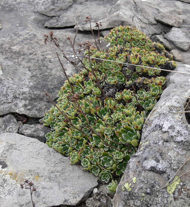 Image of Saxifraga paniculata specimen.