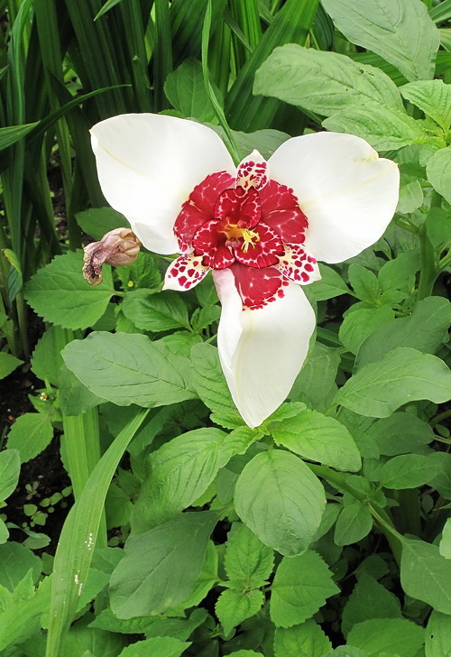 Image of Tigridia pavonia specimen.