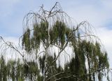Betula pendula. Верхняя часть кроны взрослого дерева. Германия, г. Krefeld, ботанический сад. 31.07.2012.