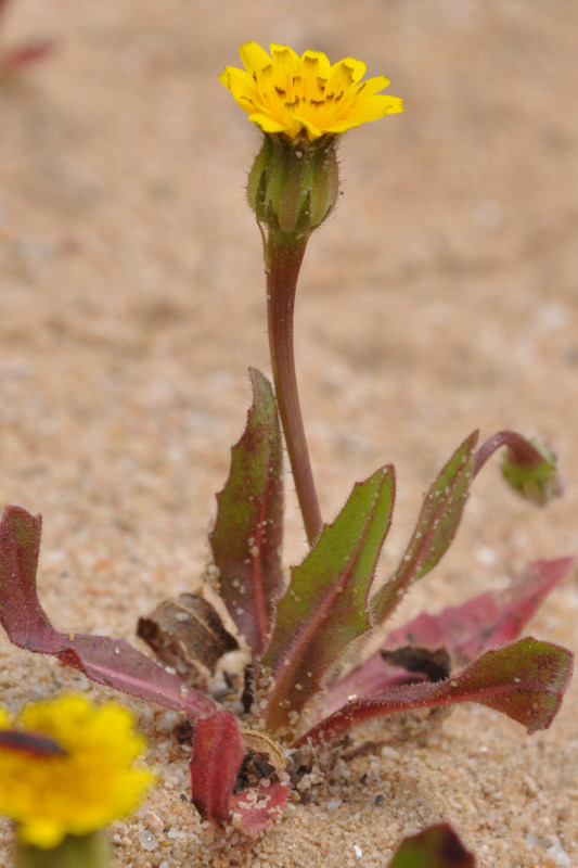 Image of Hedypnois rhagadioloides specimen.