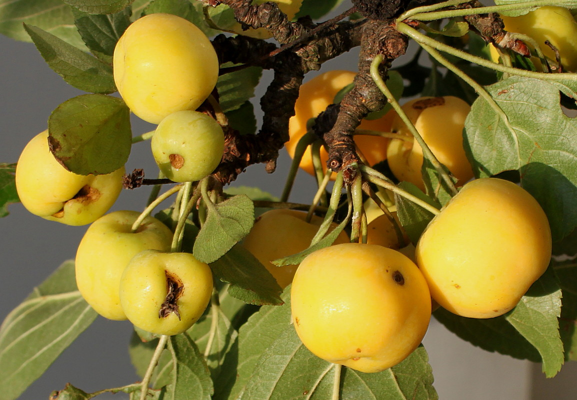 Изображение особи Malus domestica ssp. cerasifera.