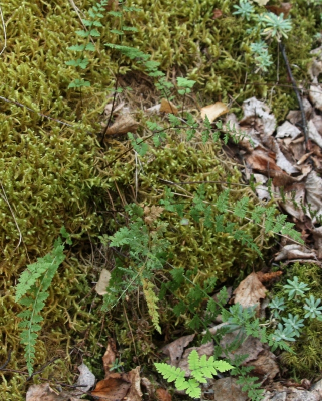 Image of Cystopteris dickieana specimen.