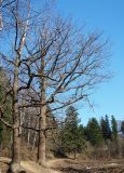 Quercus robur. Деревья до распускания листьев. Ленинградская обл., Кавголово, 15 км С Санкт-Петербурга (местонахождение на северо-восточной границе ареала). 26 апреля 2009 г.