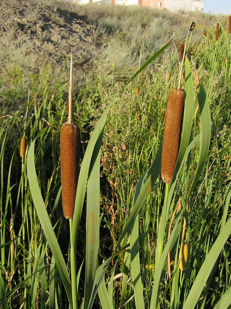 Image of Typha latifolia specimen.