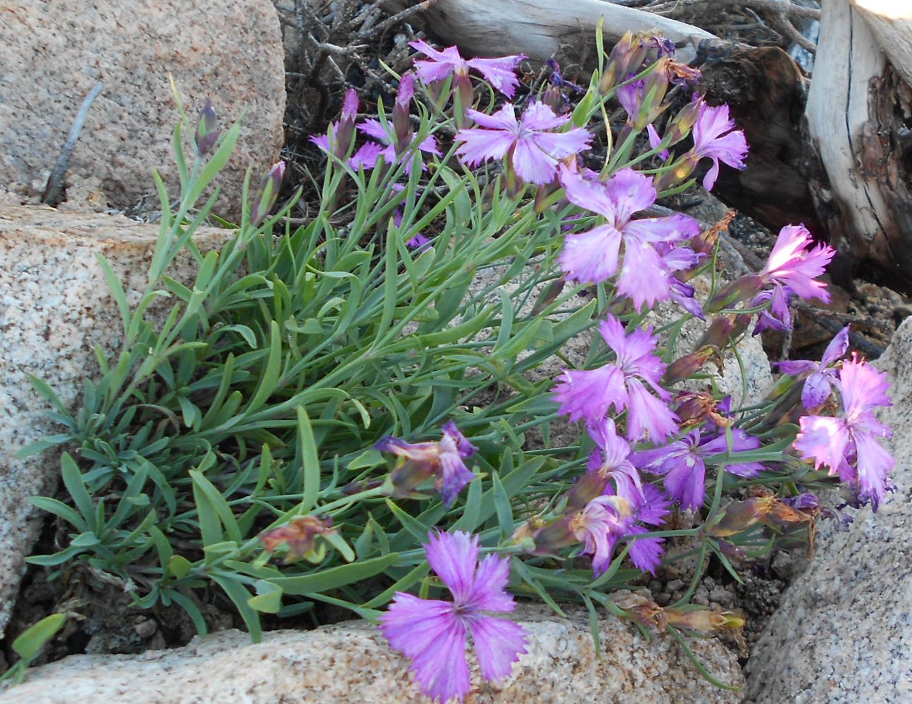 Image of Dianthus repens specimen.