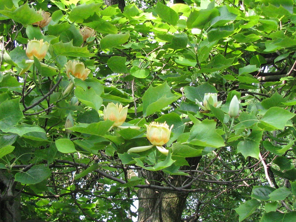 Image of Liriodendron tulipifera specimen.