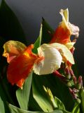 genus Canna. Соцветие. Португалия, Лиссабон, газон. 15.07.2012.