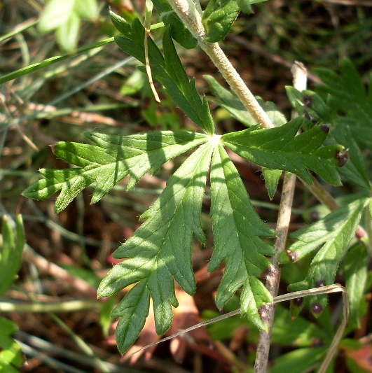 Изображение особи Potentilla argentea.