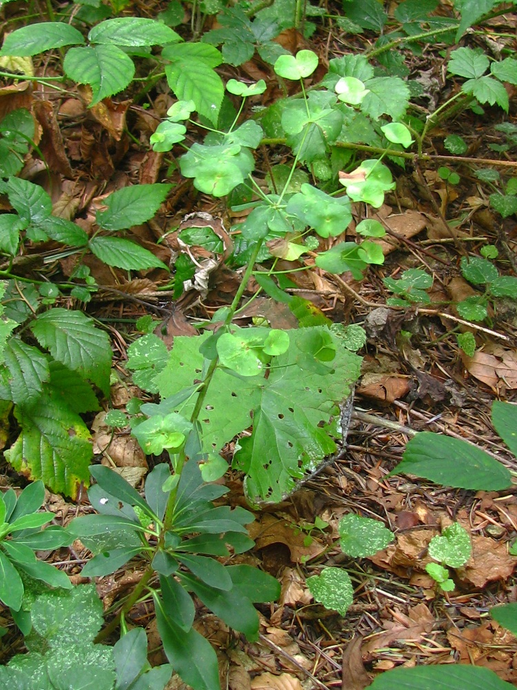 Изображение особи Euphorbia amygdaloides.