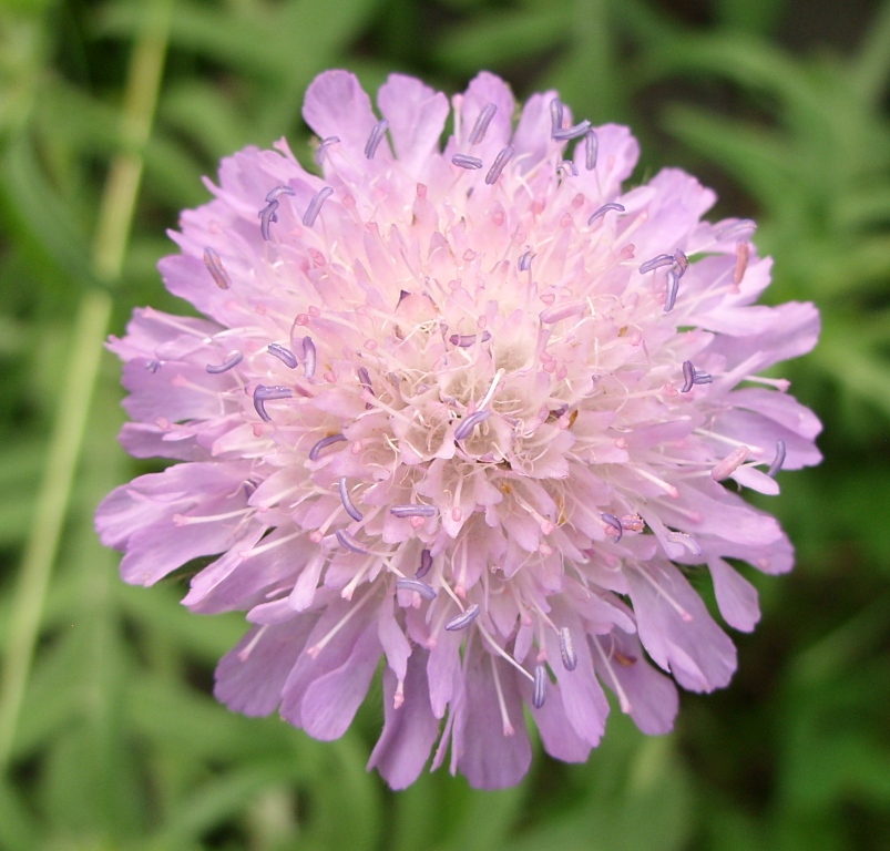 Image of Knautia arvensis specimen.