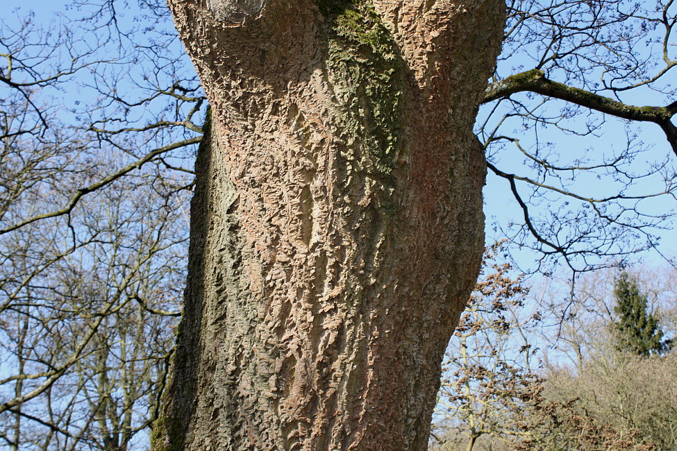 Image of Phellodendron amurense specimen.