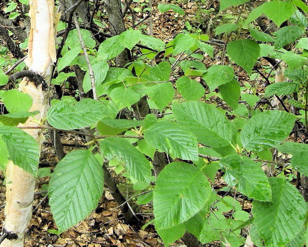 Изображение особи Betula lanata.