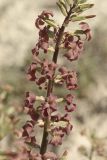 Matthiola tatarica