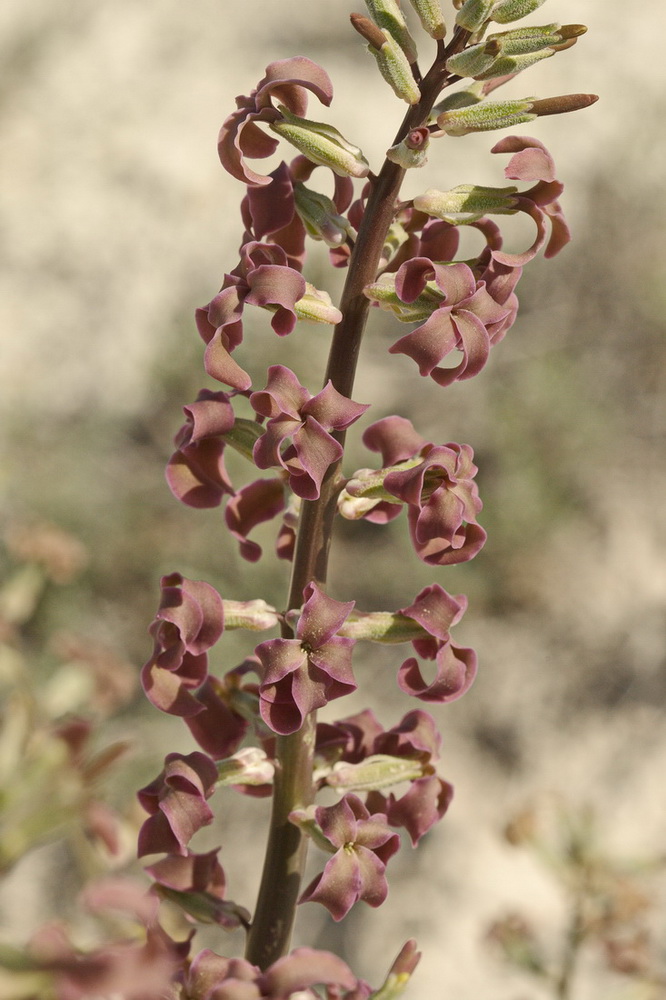 Image of Matthiola tatarica specimen.