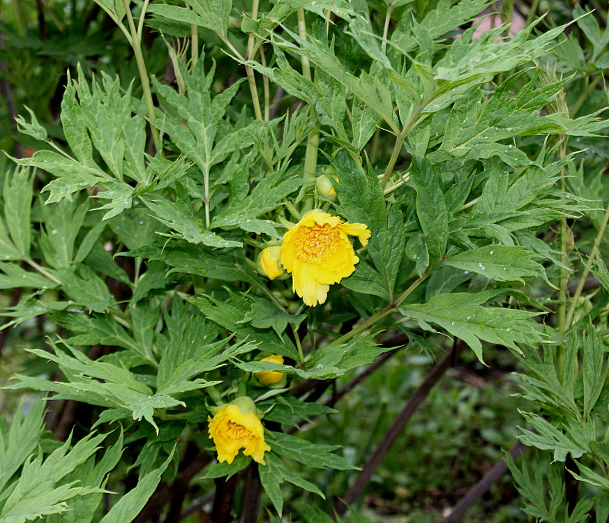 Image of Paeonia delavayi specimen.