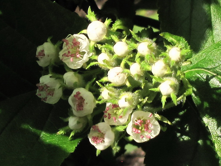 Image of Crataegus sanguinea specimen.