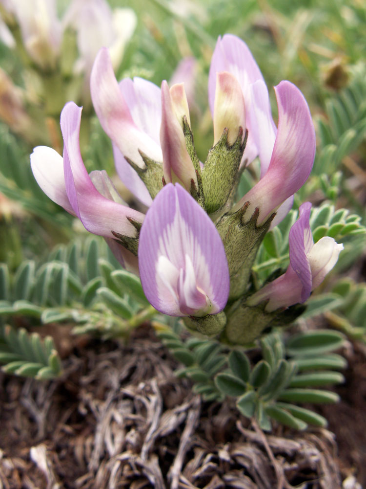 Image of Astragalus tibetanus specimen.