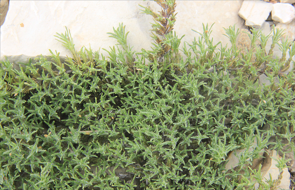 Image of Thymus helendzhicus specimen.