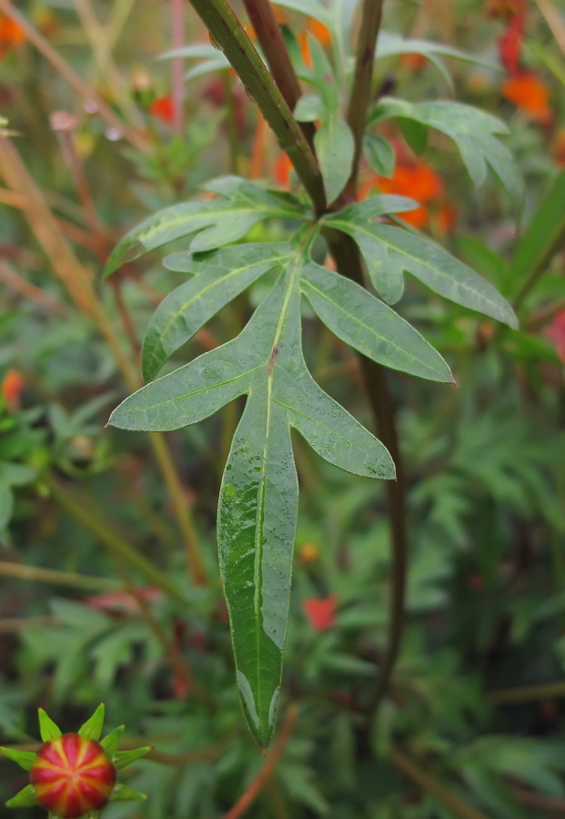 Изображение особи Cosmos sulphureus.