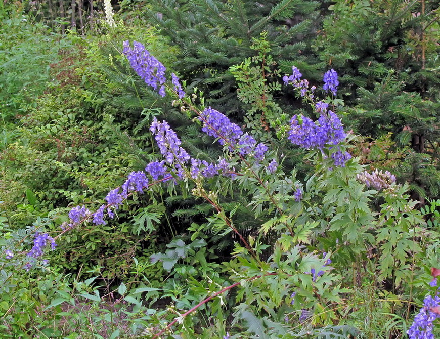 Изображение особи род Aconitum.