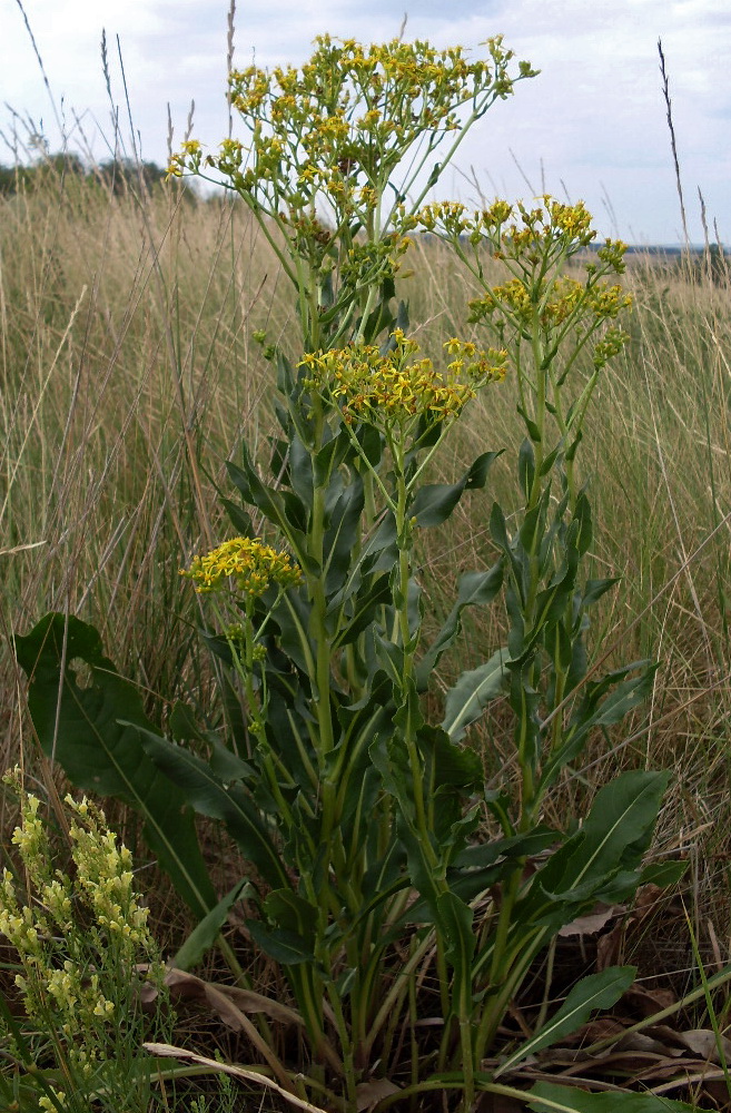 Image of Senecio schwetzowii specimen.