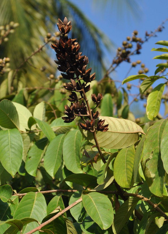 Image of Lagerstroemia speciosa specimen.