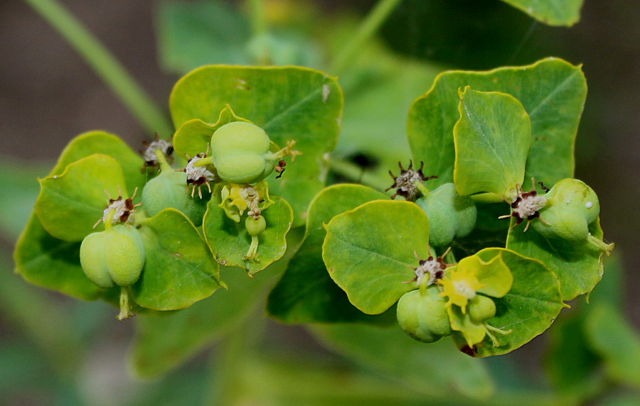 Изображение особи Euphorbia lucida.