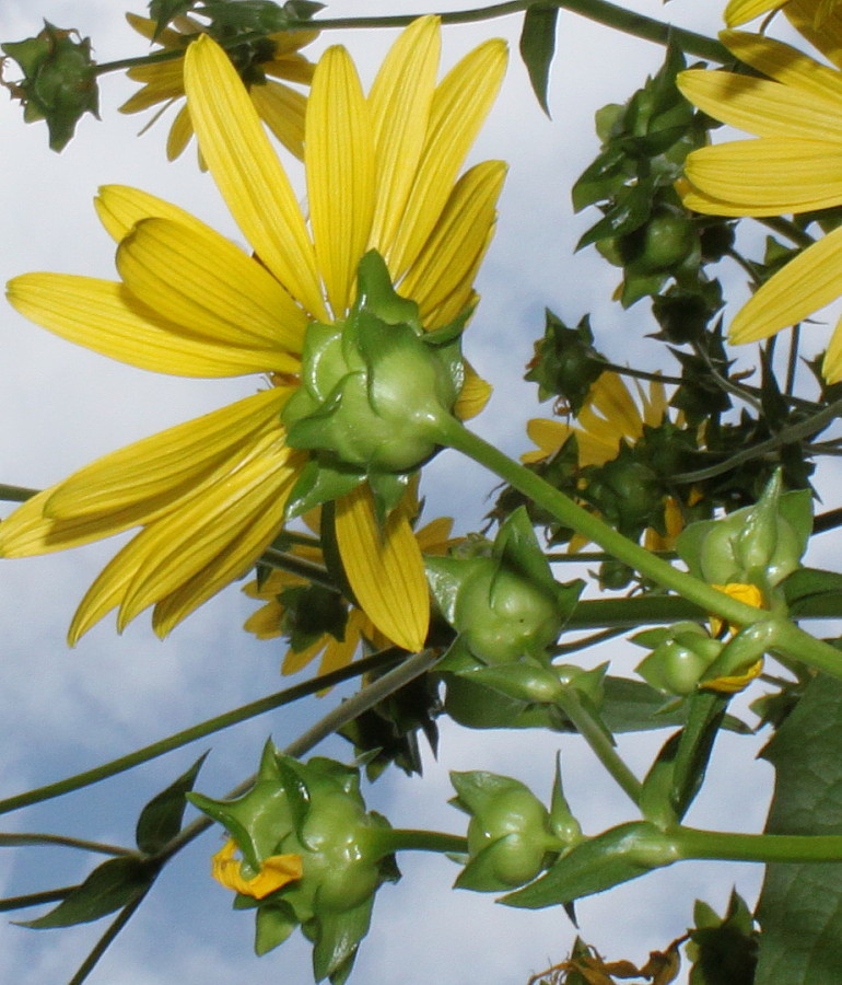 Image of Silphium perfoliatum specimen.