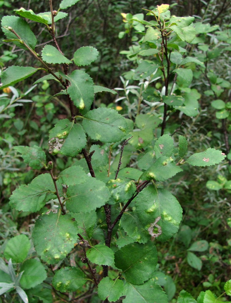 Image of Betula humilis specimen.