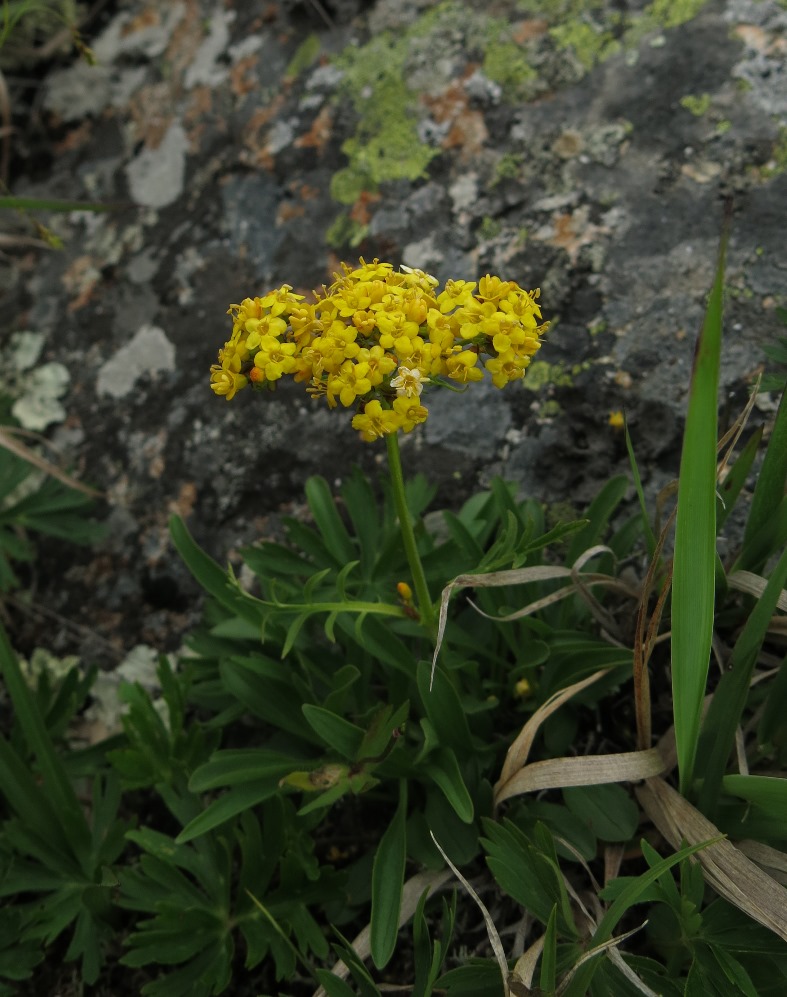 Image of Patrinia sibirica specimen.