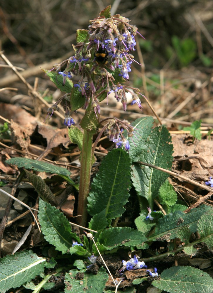 Изображение особи Trachystemon orientalis.