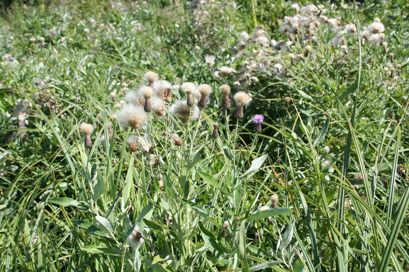 Изображение особи Cirsium incanum.