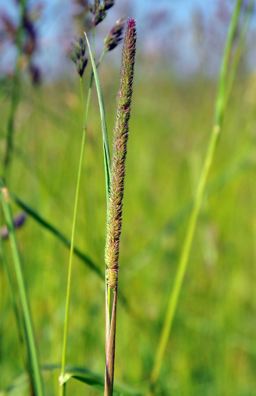 Image of Phleum pratense specimen.