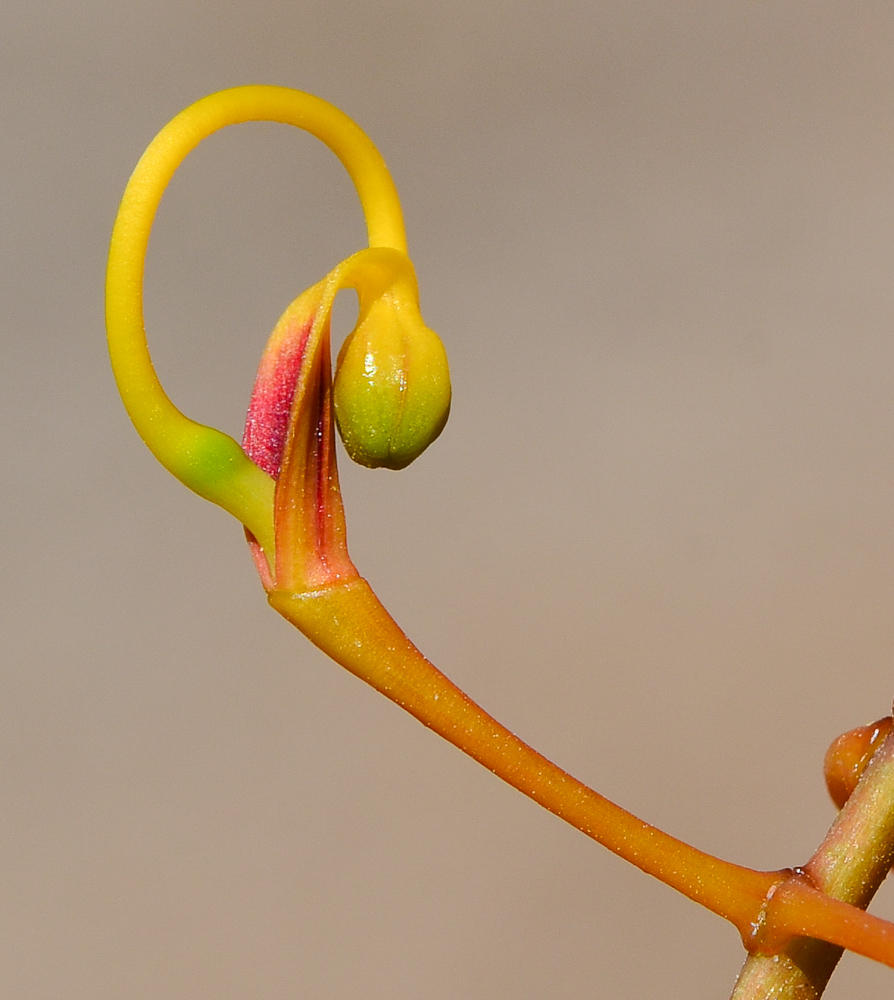 Изображение особи Grevillea robusta.