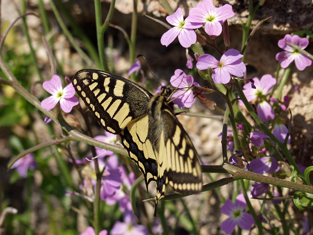 Image of genus Malcolmia specimen.