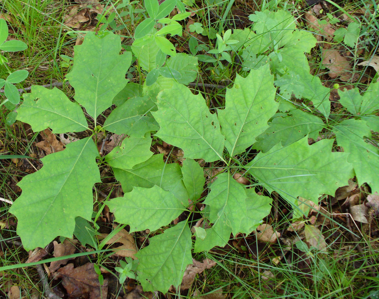 Изображение особи Quercus rubra.