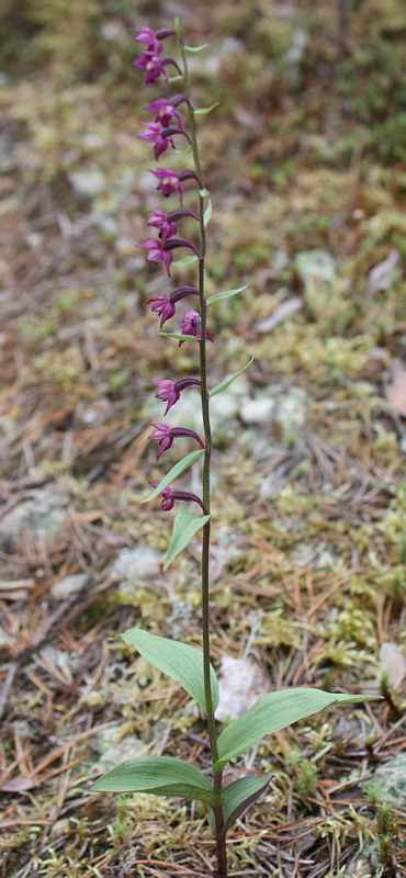 Image of Epipactis atrorubens specimen.