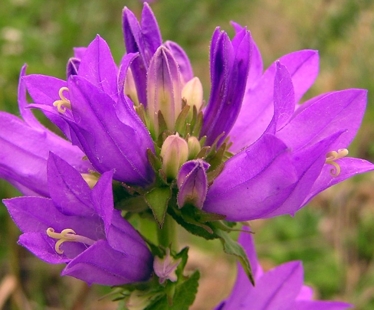 Image of Campanula cephalotes specimen.