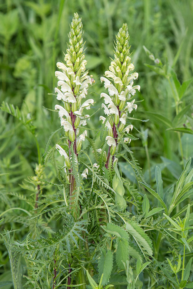 Image of Pedicularis sibirica specimen.