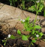 Myosotis sparsiflora. Цветущее растение. Татарстан, г. Бавлы, огород. 27.06.2014.