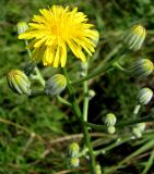 Crepis pannonica