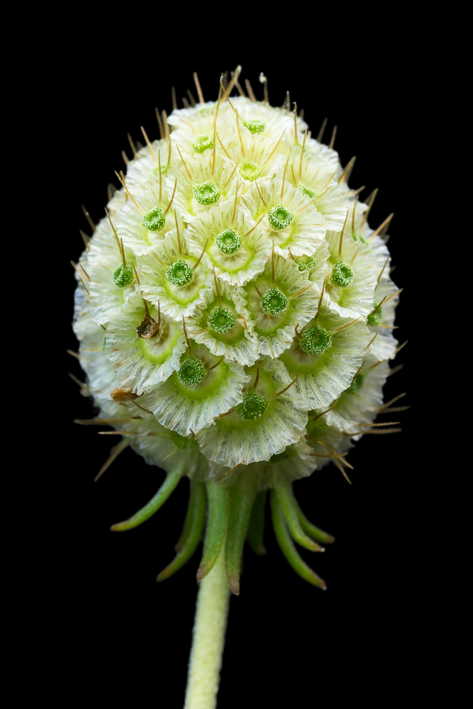 Image of Scabiosa ochroleuca specimen.