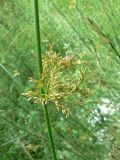 Juncus effusus