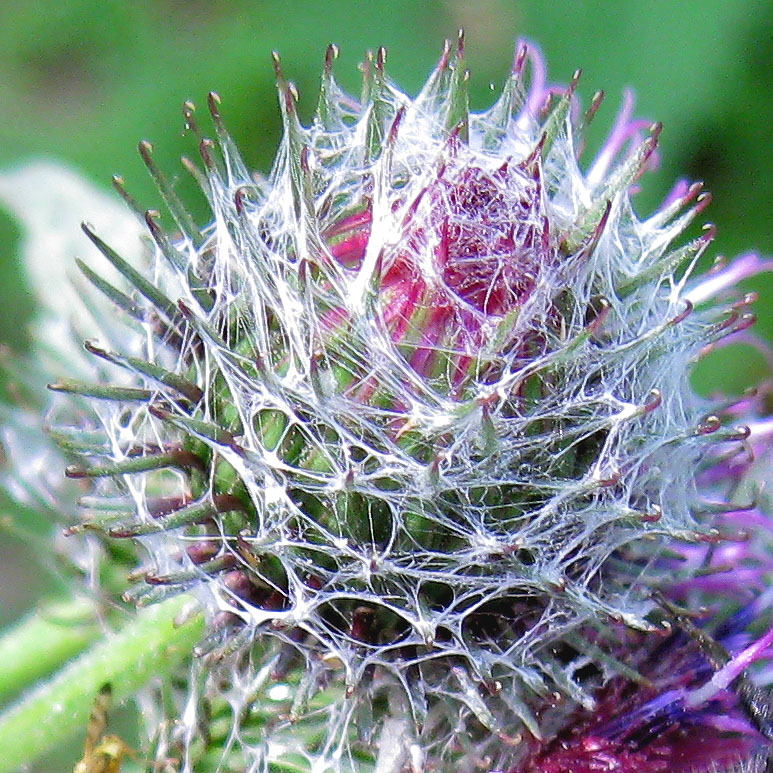 Изображение особи Arctium tomentosum.