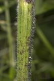 Chaerophyllum temulum